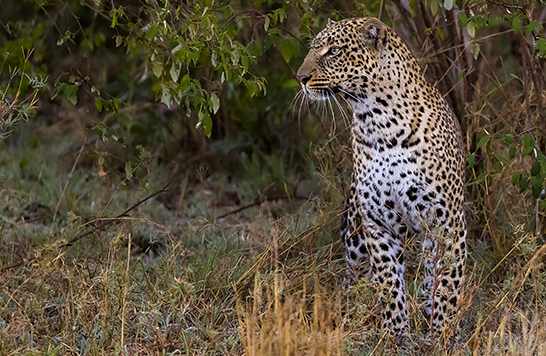 Lower Zambezi National Park