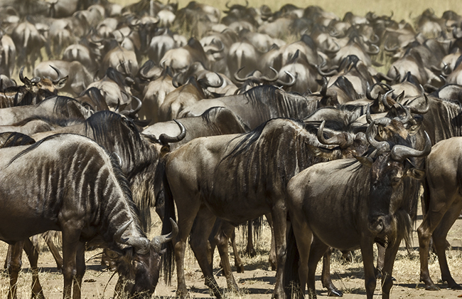 Wildebeest Migration