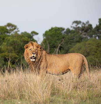 Masai Mara