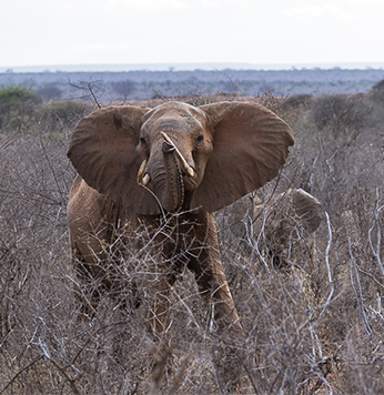 Tsavo