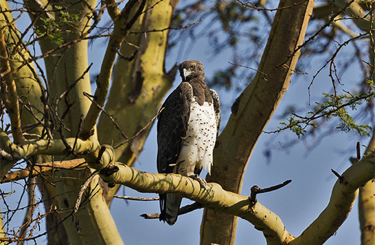 Martial Eagle