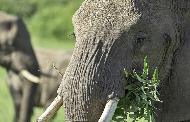 Elephant in Kenya