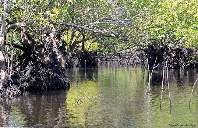 Mangrove Forest Kenya