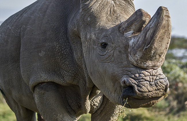 Northern White Rhino