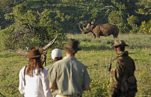 Black Rhino Tracking on Borana