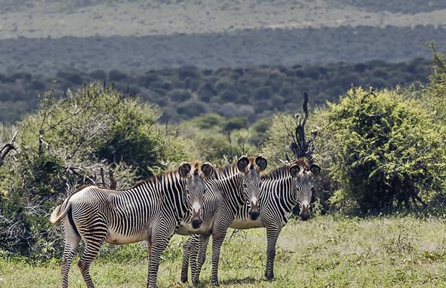 Grevy's Zebra