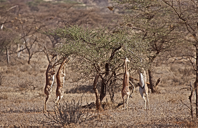 Gerenuk Gazelles in Samburu