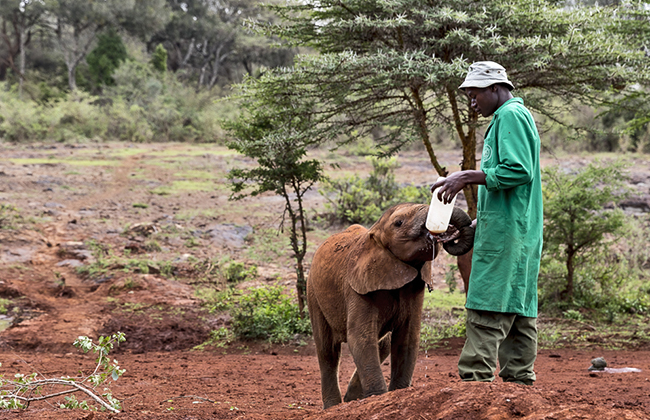 David Sheldrick Wildlife Trust