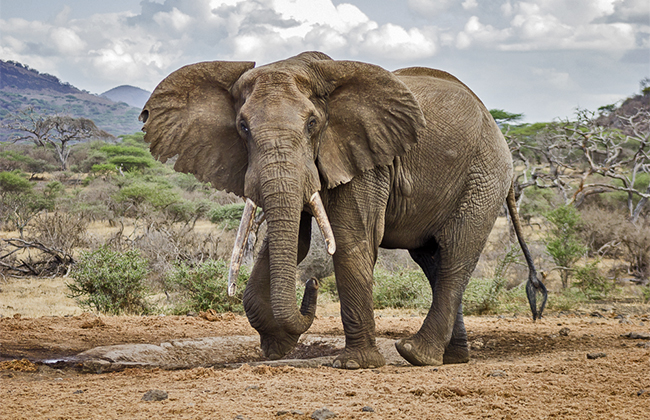 Tusker Elephant in Kenya