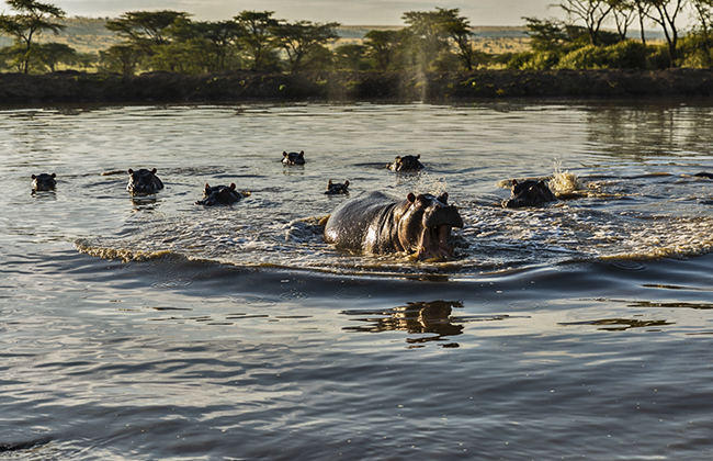 Hippos in Water