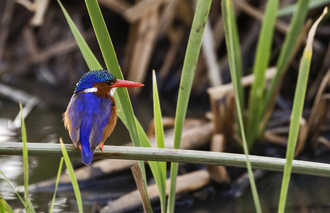 Malachite Kingfisher