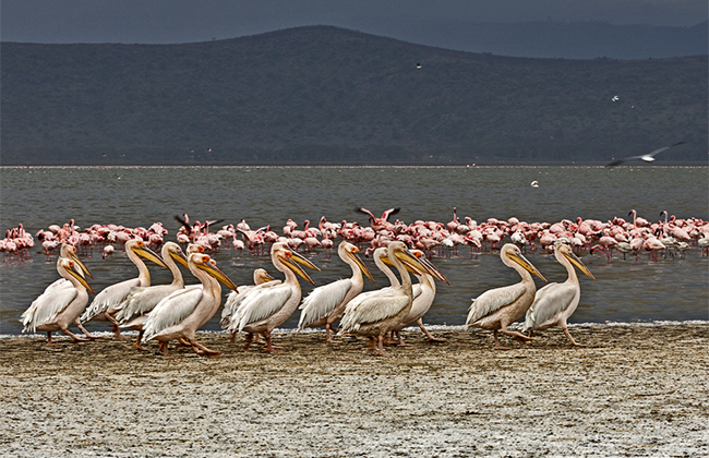 Pelicans and Flamingos