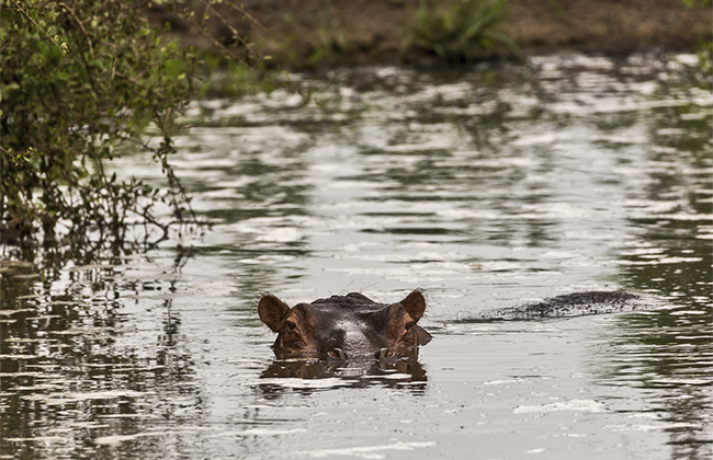 Hippo in water