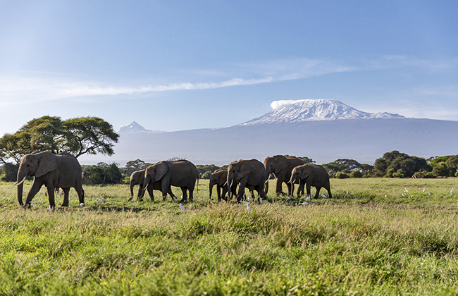 Elephants in Amboseli