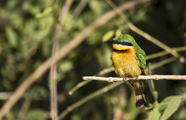 Little Bee Eater