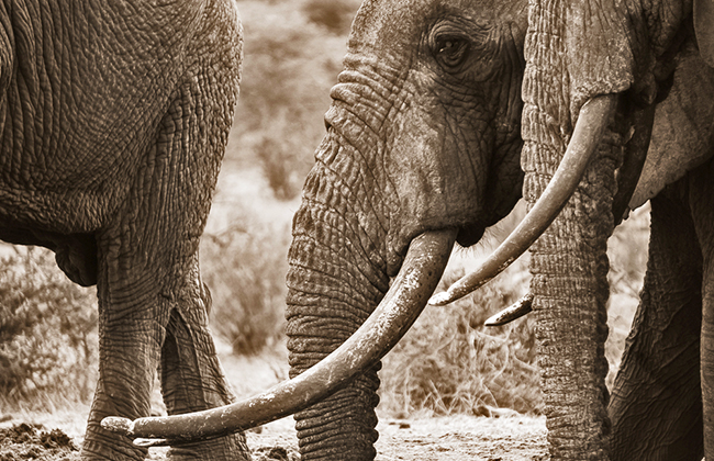 Elephants in Chyulu Hills