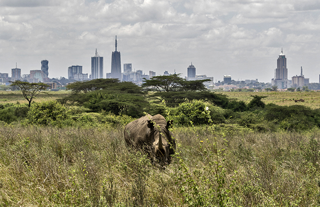 Rhino in Nairobi National Park