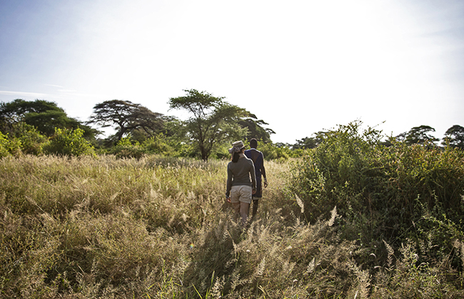 Walking Safari