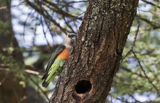 Orange Bellied Parrot