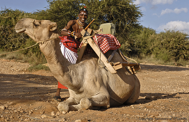 Camel trekking in Kenya