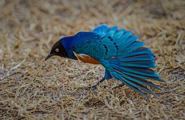 Superb Starling