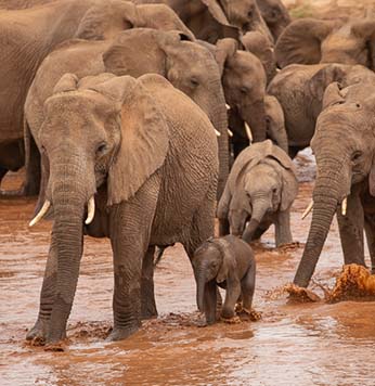 Samburu