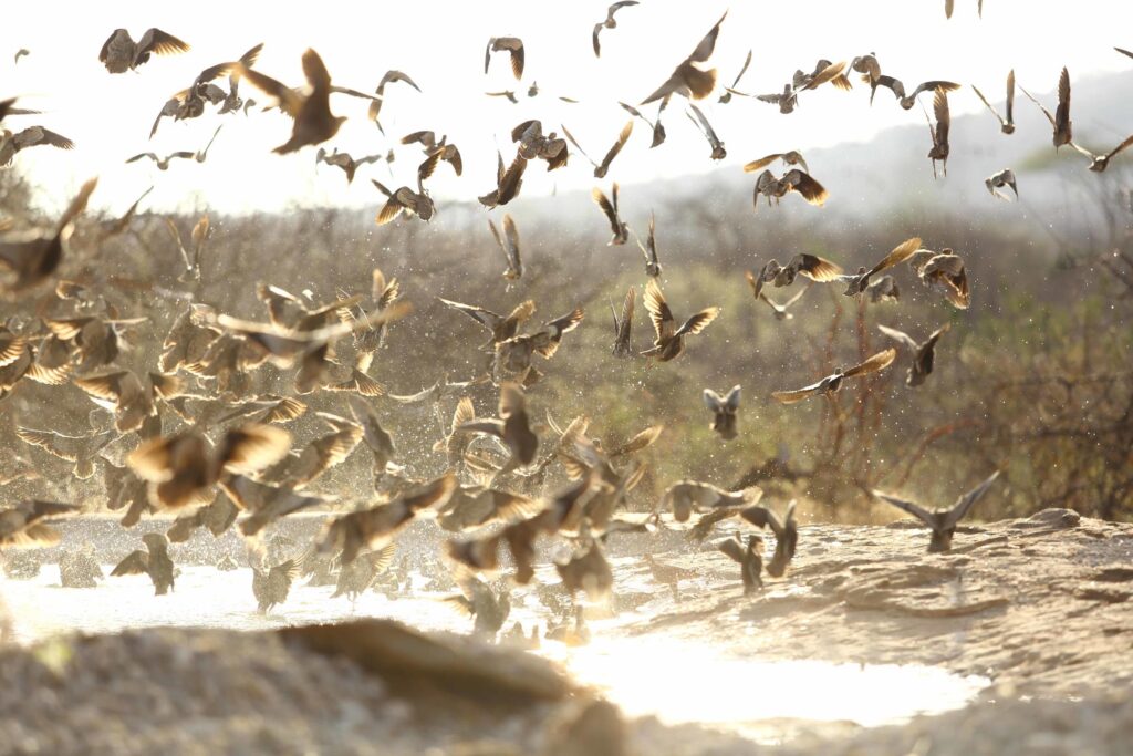 Sand Grouse