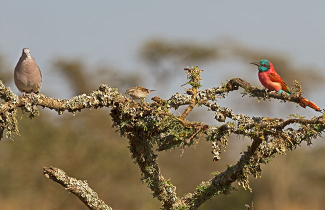 Birdwatching in Katavi National Park