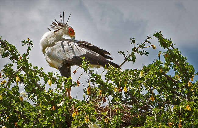 Birdlife in Ngorongoro Conservation Area