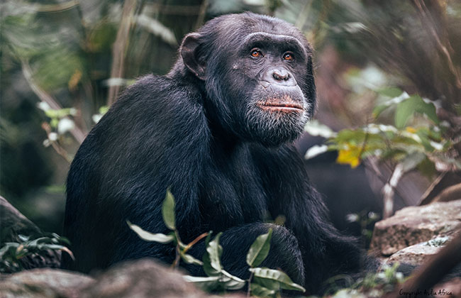 Chimpanzee in Rubondo Island National Park