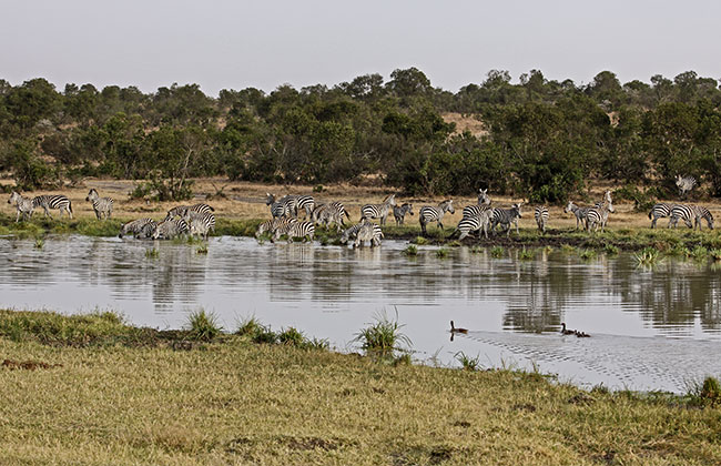 Wildlife in Lake Manyara National Park