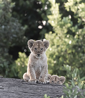 Lake Manyara National Park