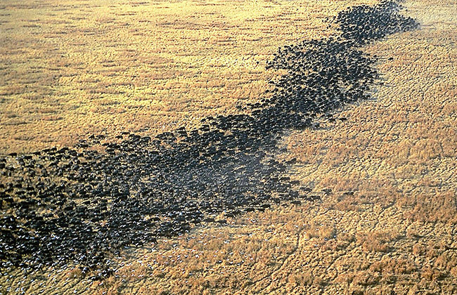 Buffalo Herds in Katavi National Park