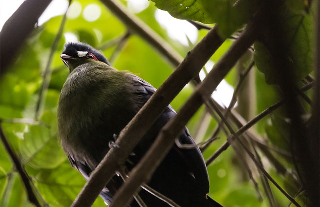 Birdlife in Mahale Mountains