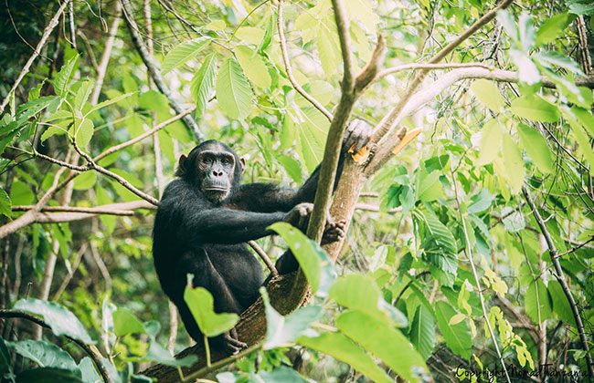 Chimpanzee in the Mahale Mountains National Park