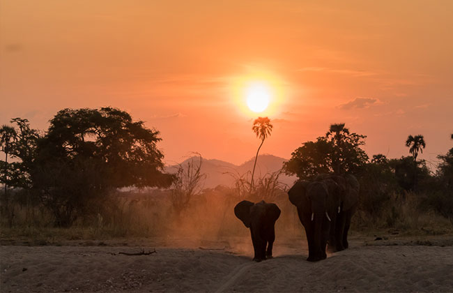 Elephants in Ruaha National Park