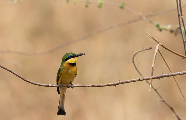 Bee Eater in Ruaha National Park