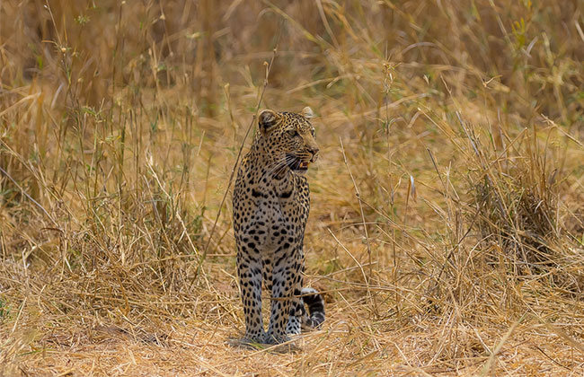 Leopard in Ruaha National Park