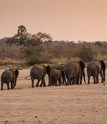 Ruaha National Park