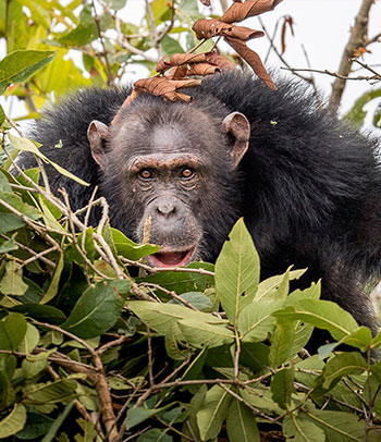 Rubondo Island National Park