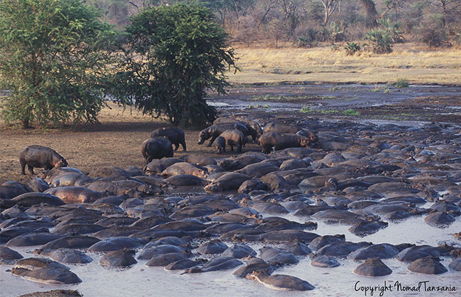 The Dry Season in Katavi