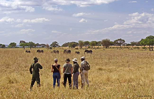 Walking Safari in Selous Game Reserve