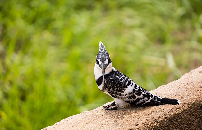 Pied Kingfisher in Tarangire National Park