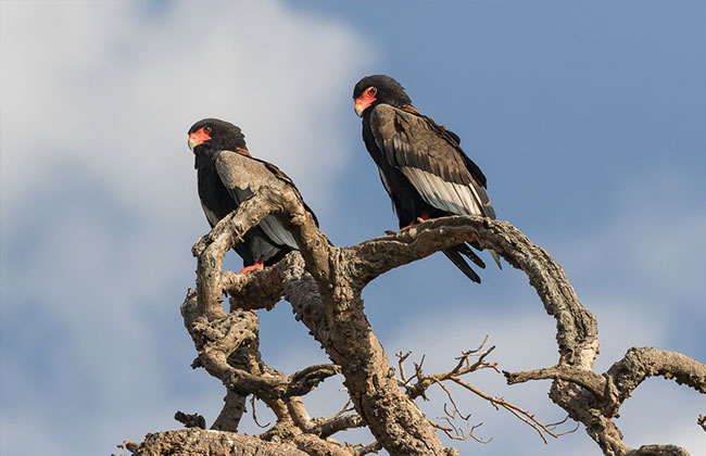 Bataleur Eageles - Birdlife in Serengeti