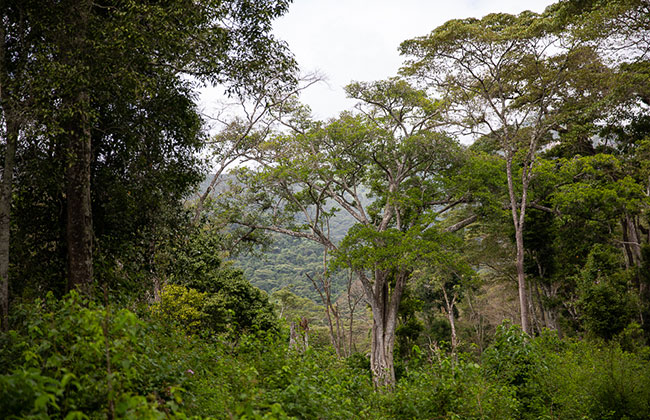 Buhanga Forest