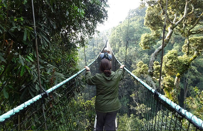 Nyungwe Forest Canopy Walk