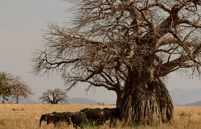 Giant Baobab Trees in Tarangire