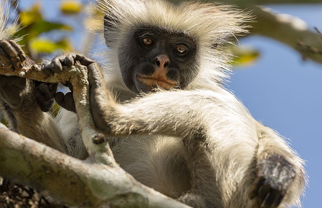 Red Colobus Monkey - Jozani Forest