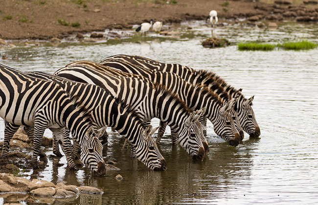 Wildlife at the Swamps in Tarangire