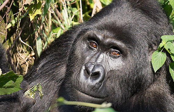 Gorilla Trekking in Rwanda